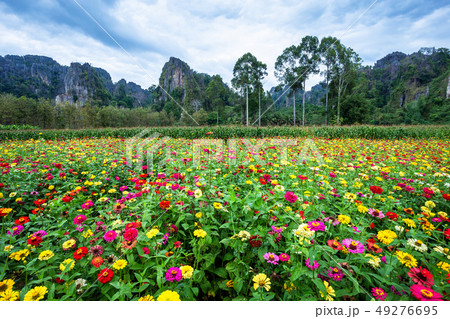 Common Zinnia (elegant zinnia) beautifully in the 49276695