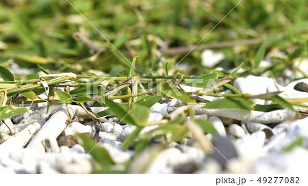 クロイワザサ(イネ科) クロイワザサ(イネ科) 49277082