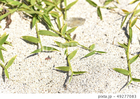 クロイワザサ（イネ科） 49277083