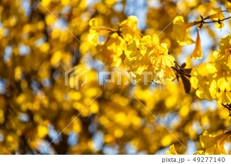 Golden trumpet tree at Park in on blue sky 49277140