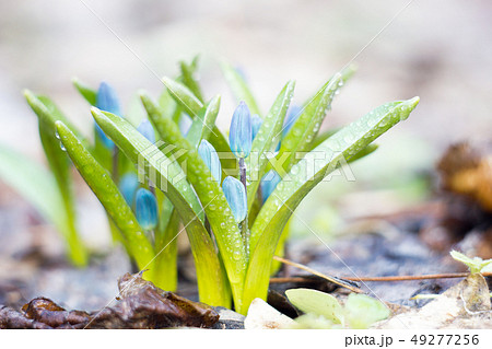 blue snowdrops, the first flower of spring blue snowdrops, the first flower of spring 49277256
