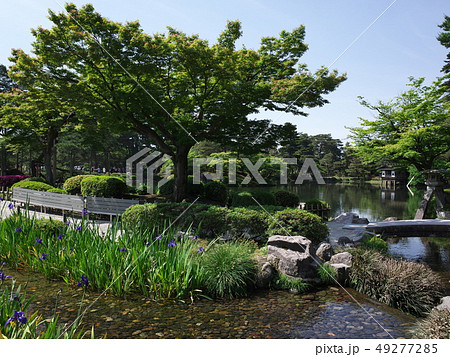 兼六園の徽軫灯籠と虹橋 兼六園の徽軫灯籠と虹橋 49277285
