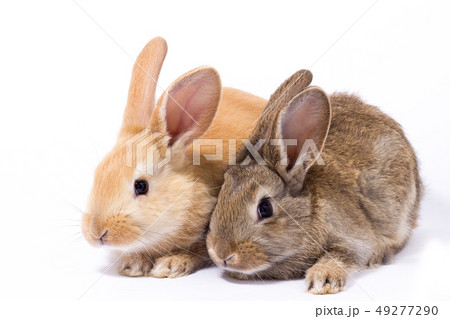 two small fluffy red bunny, isolate two small fluffy red bunny, isolate 49277290