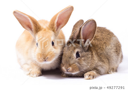 two small fluffy red bunny, isolate two small fluffy red bunny, isolate 49277291