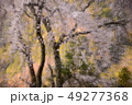 しだれ桜 49277368
