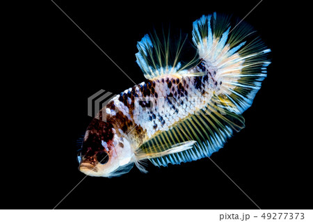 Betta fish Fight in the aquarium 49277373