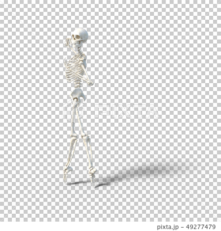 骸骨 骨格 スケルトンperming3DCG イラスト素材 骸骨 骨格 スケルトンperming3DCG イラスト素材 49277479