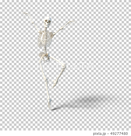 骸骨　骨格　スケルトンperming3DCG イラスト素材 49277480