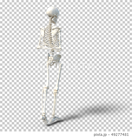 Skeleton skeleton skeleton perming3DCG illustrations material 49277481