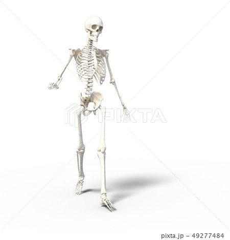 骸骨　骨格　スケルトンperming3DCG イラスト素材 49277484