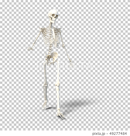骸骨　骨格　スケルトンperming3DCG イラスト素材 49277484