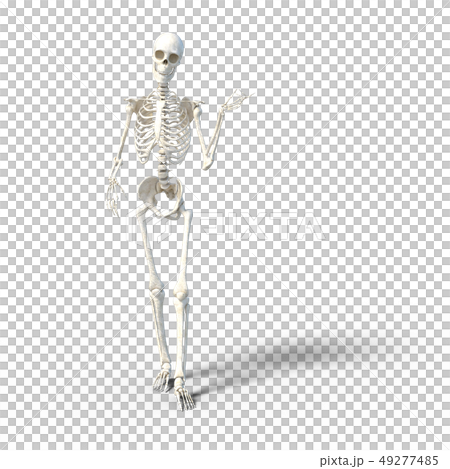 骸骨　骨格　スケルトンperming3DCG イラスト素材 49277485