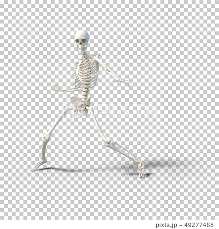 骸骨　骨格　スケルトンperming3DCG イラスト素材 49277488