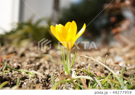 クロッカス クロッカス 49277959