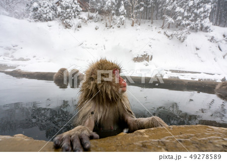 温泉に入るニホンザル　スノーモンキー 49278589