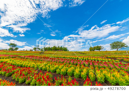 ケイトウの花畑 那須の写真素材