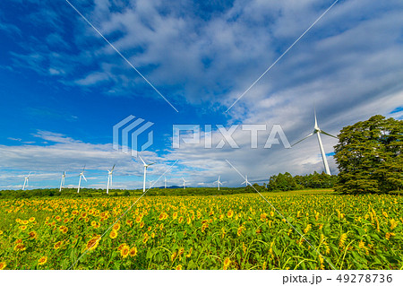 布引高原　ひまわり 49278736