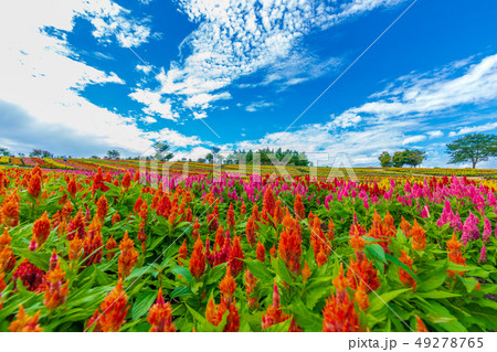 ケイトウの花畑 那須 ケイトウの花畑 那須 49278765
