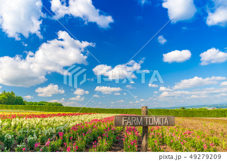 花畑　中富良野 49279209