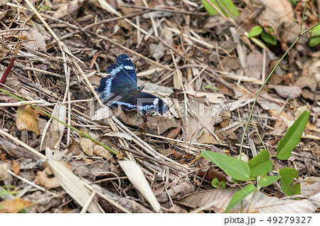 ルリタテハ 49279327