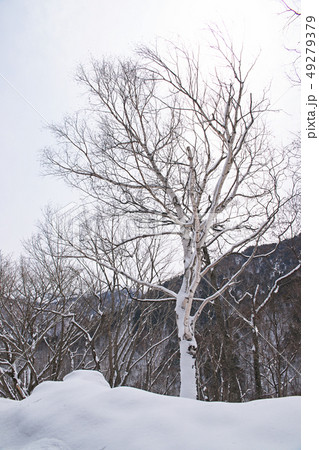 雪の中に立つ白樺の木 雪の中に立つ白樺の木 49279379