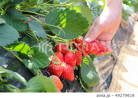 いちご農園でいちご狩り いちご農園でいちご狩り 49279616