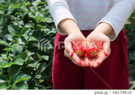 いちご農園でいちご狩り 49279619