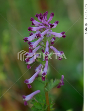 春に咲く紫の花　紫華鬘　（Corydalis incisa） 49279829