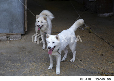 珍島犬 動物 本 49280100