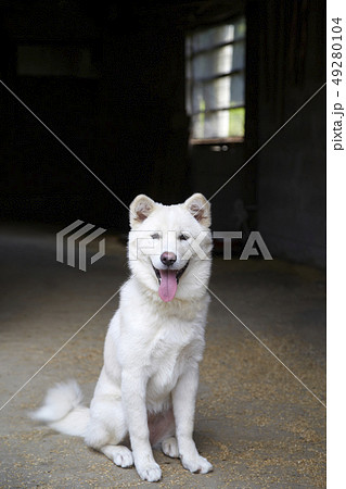 珍島犬 動物 本 49280104