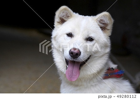 珍島犬 動物 本 49280112