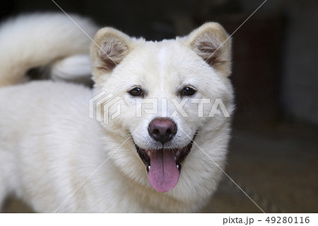 珍島犬 動物 本 49280116