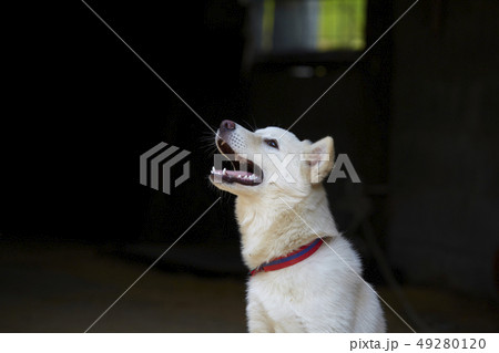 珍島犬 動物 本 49280120