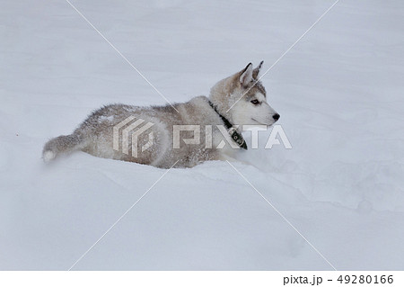 Cute Siberian Husky Puppy Is Lying On White Snow の写真素材