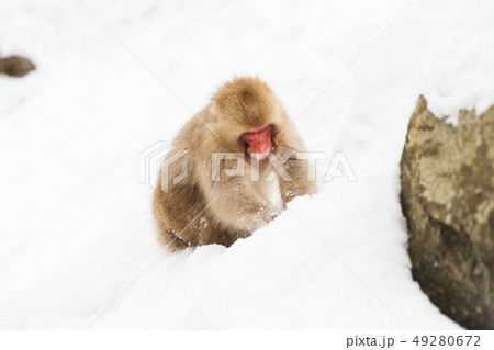 japanese macaque or monkey searching food in snow 49280672