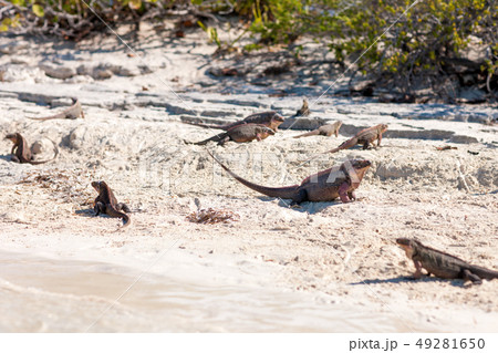 exuma island iguanas in the bahamas exuma island iguanas in the bahamas 49281650