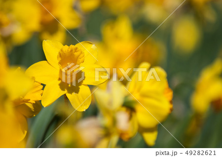 closeup of yellow daffodils in a public garden 49282621