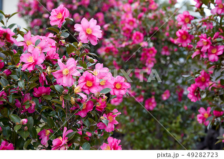 椿 花 植物 49282723
