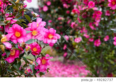 椿 花 植物 49282737