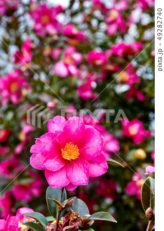 椿 花 植物 49282740