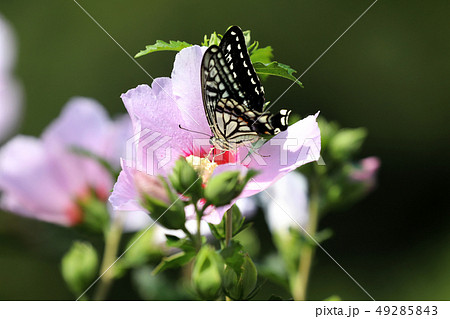 ムクゲ アゲハチョウ 蝶 49285843