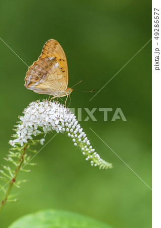 メスグロヒョウモン 49286677