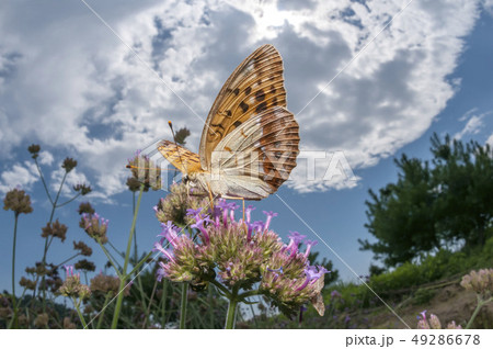 メスグロヒョウモン 49286678