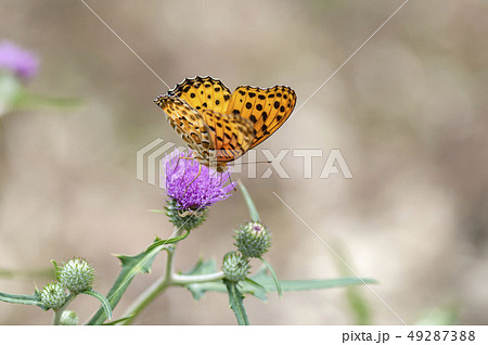 ツマグロヒョウモン 49287388