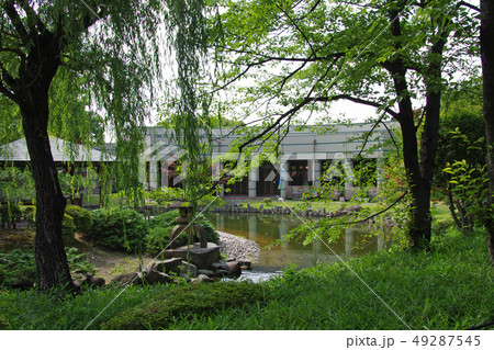 荒子川公園の池の景色 荒子川公園の池の景色 49287545