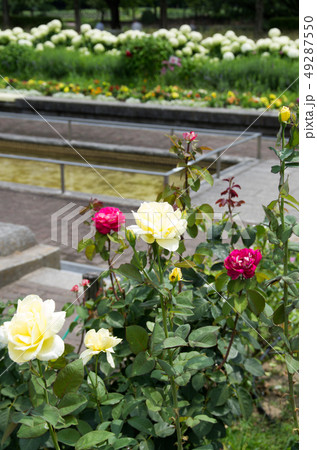 荒子川公園の花 49287550