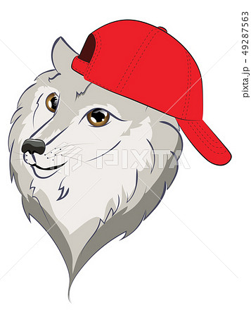 Wolf in Baseball Cap Wolf in Baseball Cap 49287563