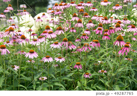 荒子川公園の花 49287765