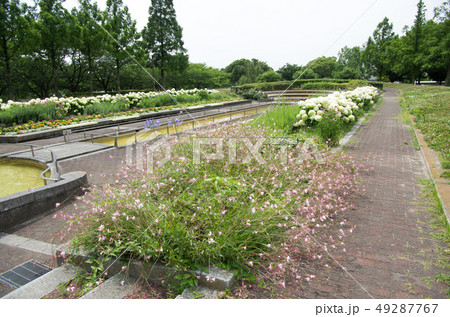 荒子川公園の花 49287767
