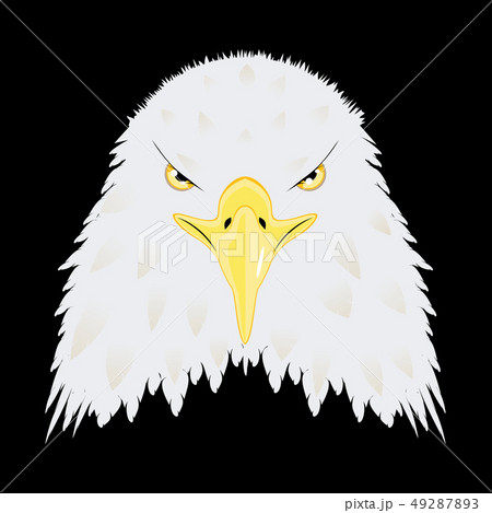 Stylized bald eagle head Stylized bald eagle head 49287893